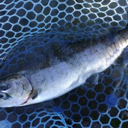 イトウが釣れた！ ～フィシングパーク高島の泉～